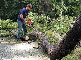 How Our Tree Care Process Works  in  Woodbridge, CA
