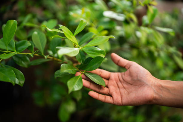 Best Root Management and Removal  in Woodbridge, CA