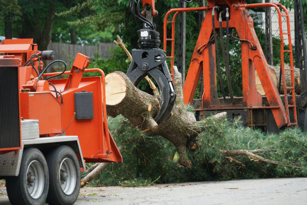 Professional Tree Services in Woodbridge, CA