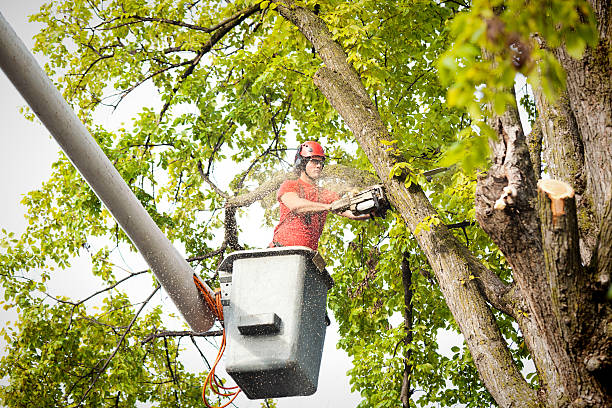 Best Tree Mulching  in Woodbridge, CA